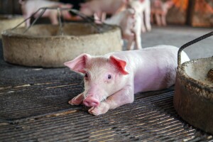 Kako do potpore za unaprjeđenje biosigurnosnih mjera u objektima za uzgoj svinja?
