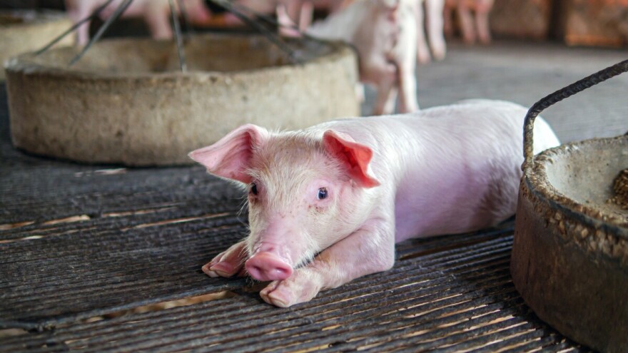 Kako do potpore za unaprjeđenje biosigurnosnih mjera u objektima za uzgoj svinja?