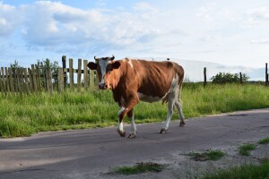 U Bosanskom Grahovu potvrđen antraks kod 5 krava?