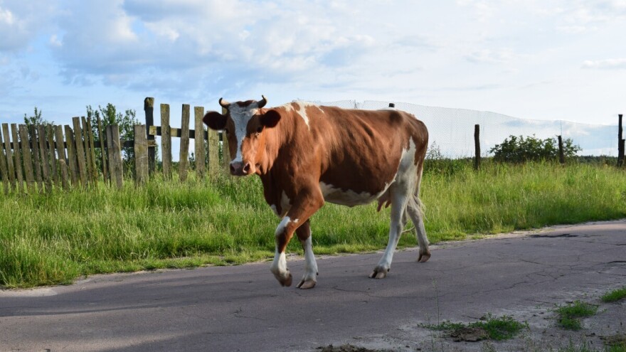 U Bosanskom Grahovu potvrđen antraks kod 5 krava?