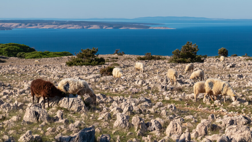 Bolest plavog jezika potvrđena u stadima ovaca u Istri i na Krku