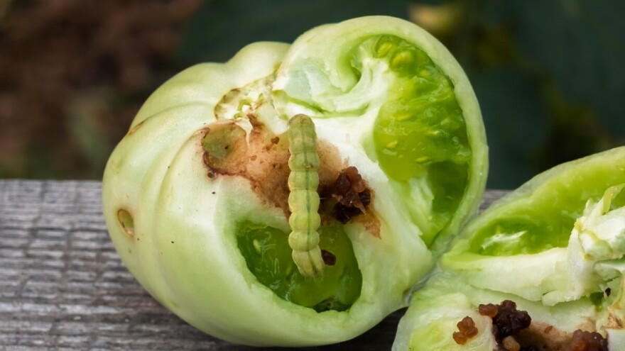 Vrućine ubrzavaju razvoj kukuruzne sovice - reagujte što prije