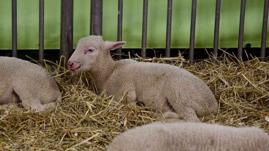 Cena jagnjadi do 600 din/kg, gde?