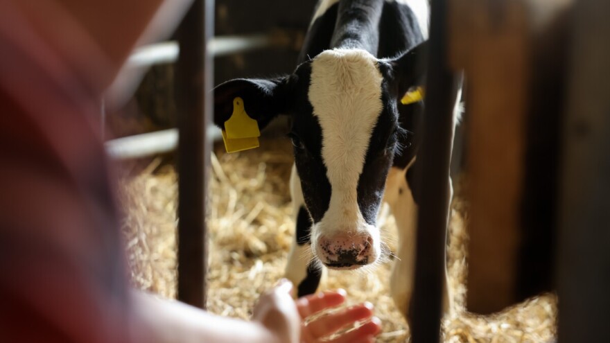 Raspisan Javni poziv za nabavku kvalitetnih priplodnih grla