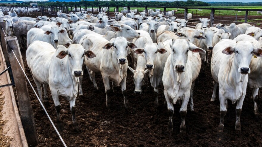 Brazil pretekao SAD kao najveći svjetski proizvođač govedine