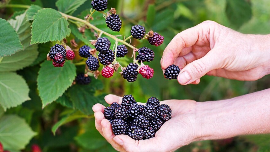 List u čaj, plodovi u sok ili kolače. A šta znači sanjati kupinu?