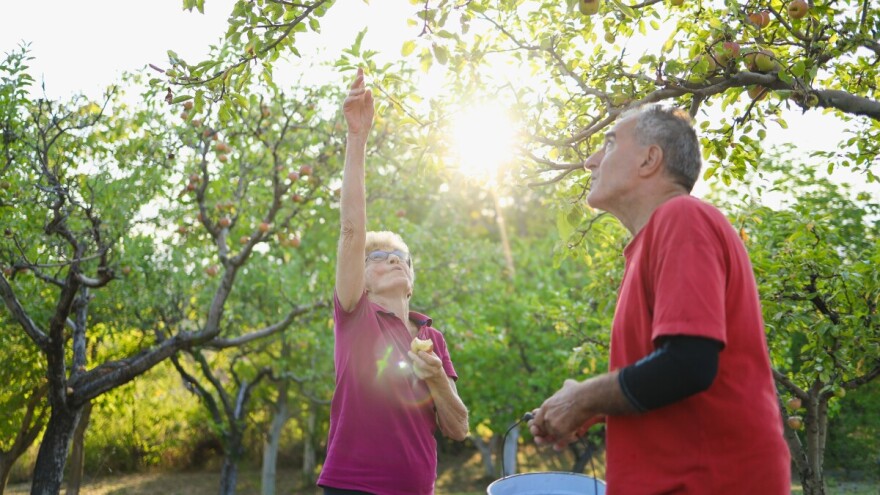 Nije njiva samoposluga: Lopovluke možete prijaviti i u BiH