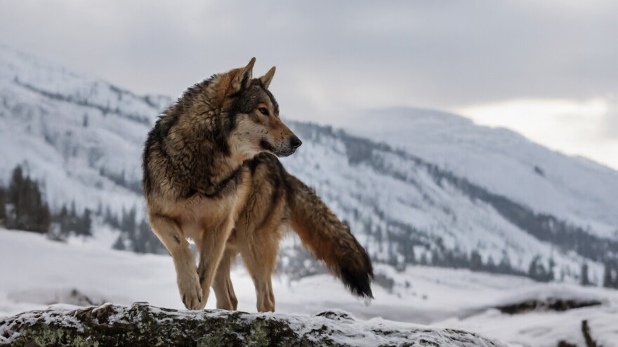 Jubilarna Vučijade na Ozrenu: Karte u prodaji do 25. januara