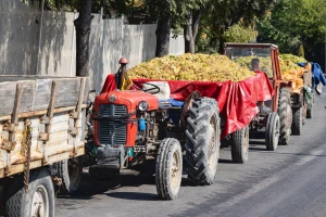 Traktor s prikolicom punom grožđa prevrnuo se niz brdo, vozač teško ozlijeđen