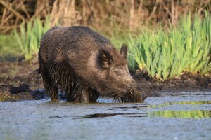 Afrička svinjska kuga potvrđena u mađarskoj Baranji, krive zaražene divlje svinje iz Hrvatske?