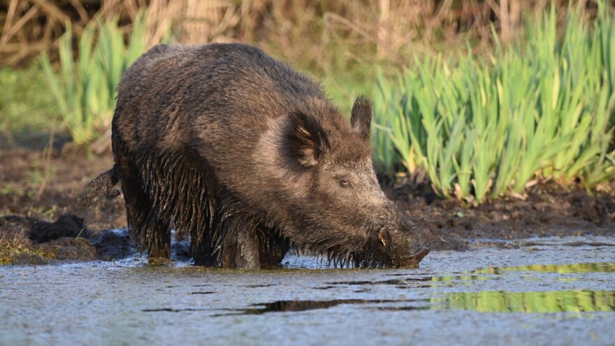 Afrička svinjska kuga potvrđena u mađarskoj Baranji, krive zaražene divlje svinje iz Hrvatske?