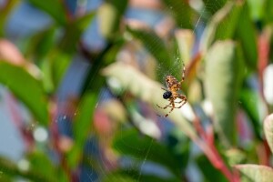 Plete mrežu za zaljubljene, a novac stiže ako ga vidimo u kutu