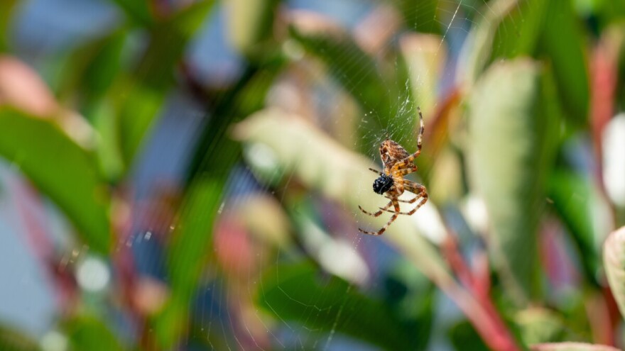 Plete mrežu za zaljubljene, a stiže novac ako ga vidimo u ćošku