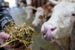 Prijetnja mliječnom sektoru, ove godine rekordni nivoi aflatoksina