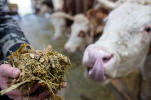 Prijetnja mliječnom sektoru, ove godine rekordne razine aflatoksina