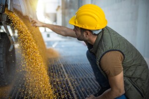 Cijene žitarica u 2026.: Kukuruz skuplji od pšenice, tržište pod pritiskom geopolitike