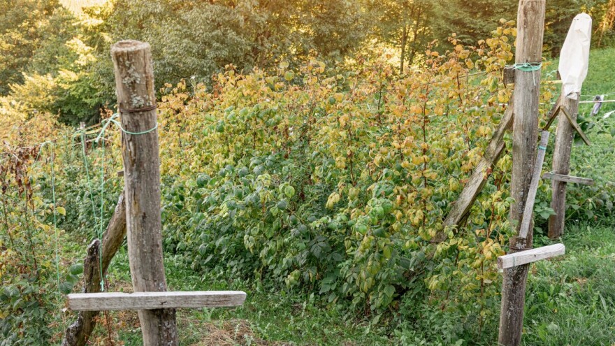 Vrijeme je za jesenji tretman maline za zdrav i rodniji zasad