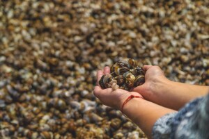 Sa farme u Francuskoj lopovi ukrali puževe vredne 90.000 evra