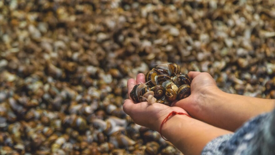 Sa farme u Francuskoj lopovi ukrali puževe vredne 90.000 evra