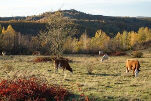 Inspekcija traži vlasnika goveda koja lutaju po Verićima