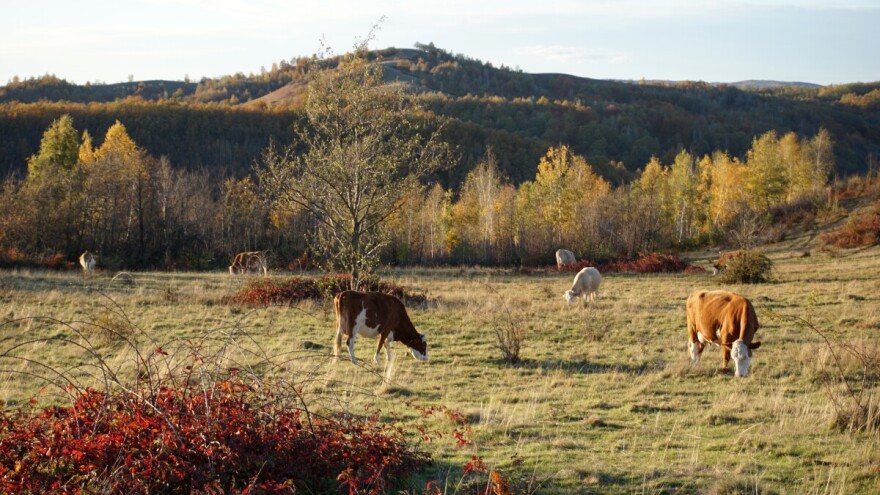 Inspekcija traži vlasnika goveda koja lutaju po Verićima