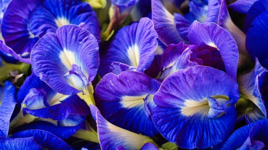 Leptirasti grašak: Plavi cvijet koji je promijenio sudbine indijskih poljoprivrednika