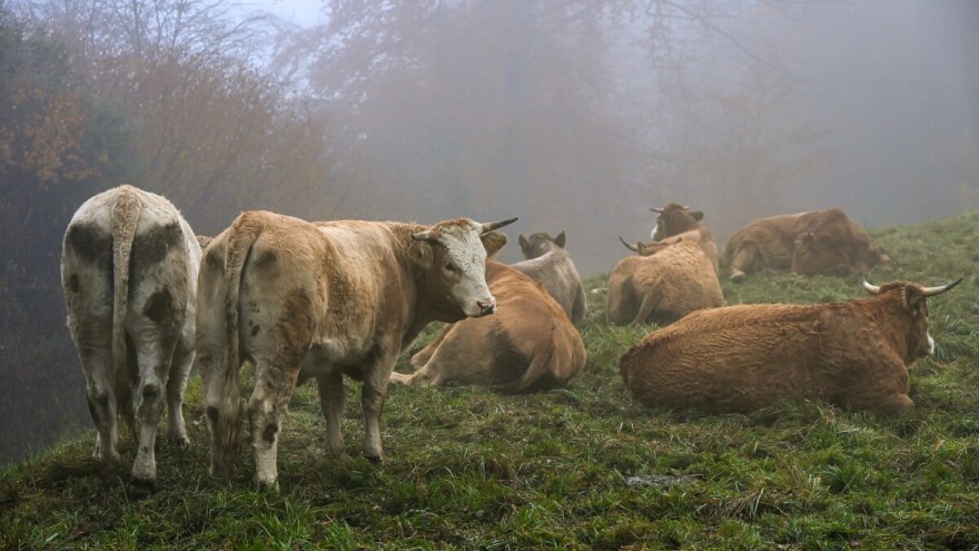 Šta se desilo "napuštenim govedima" u Verićima: Nestala su?
