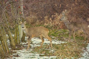 Zaštita voćnjaka od glodara i divljači - pomoći će užegla mast i riblje ulje