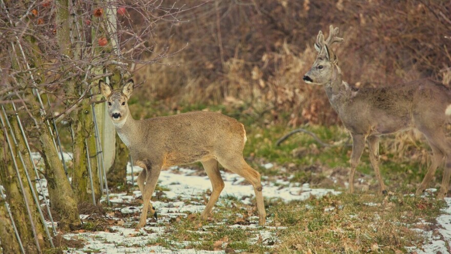 Zaštita voćnjaka od glodara i divljači - pomoći će užegla mast i riblje ulje
