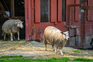 Zbog pojave bruceloze eutanazirano cijelo stado ovaca