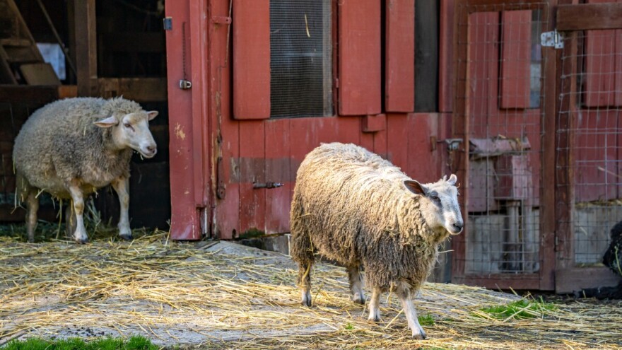 Zbog pojave bruceloze eutanazirano cijelo stado ovaca
