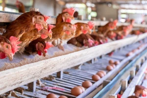 Deset milijuna nesilica, 82 milijuna eura ulaganja: U Kini niču XXL farme peradi