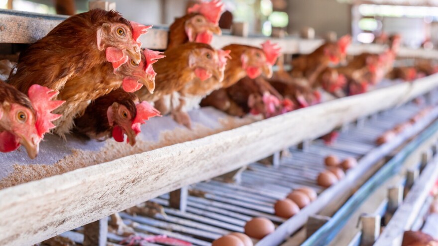 Deset milijuna nesilica, 82 milijuna eura ulaganja: U Kini niču XXL farme peradi