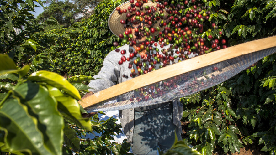 Globalna nestašica kafe, slijedi li vrtoglavi rast cijena?