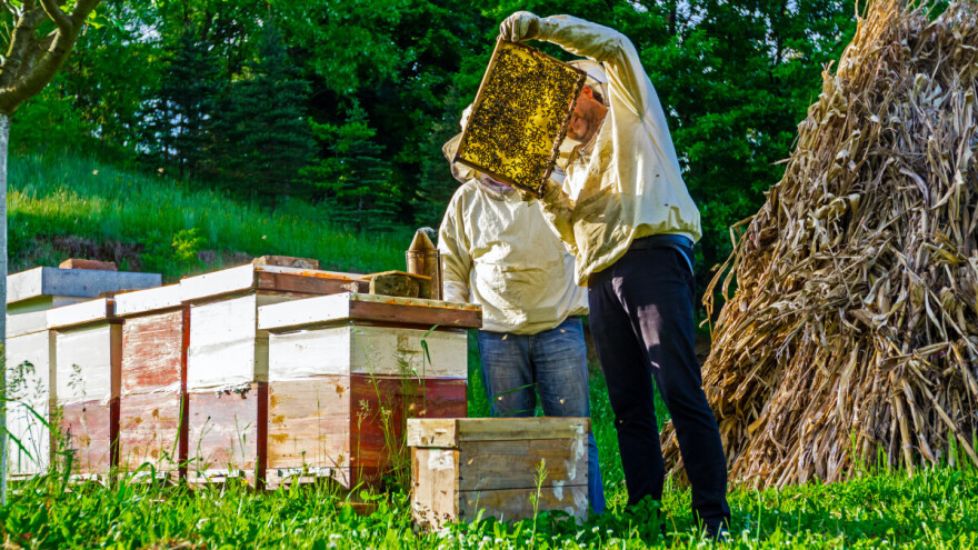 Pčelari, proveravajte eSanduče - počela isplata subvencija po košnici