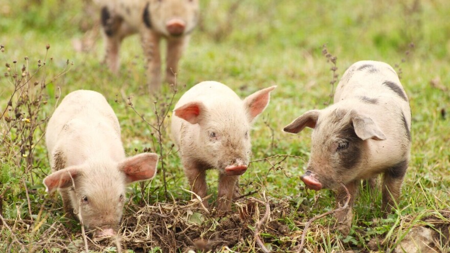 Izbijanje bruceloze u Danskoj: Zaraženo skoro 4.000 svinja, pretnja i ljudima