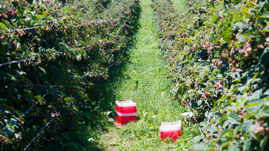 Malinari se nadaju višoj ceni i strepe: Suša bi mogla da "obere" rod pre vremena