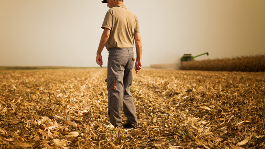 Kukuruzovina je vrijedan resurs, evo kako ubrzati razgradnju na polju