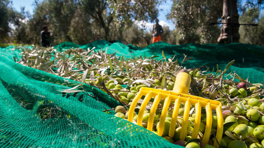 Samo dva sa 100+ hektara: Tko su hrvatski maslinarski giganti?