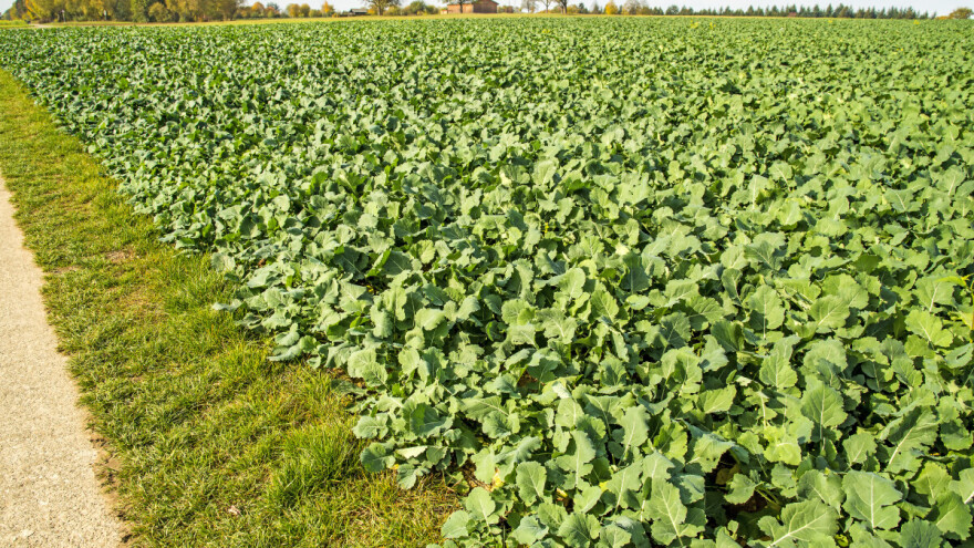 Zelena gnojidba: Koje su razlike između gorušice, uljane repice i uljane rotkve?