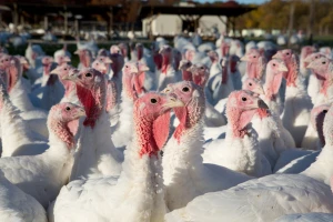 Čak 61.000 ćurki usmrćena zbog pojave ptičje gripe