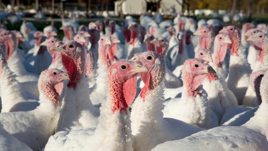 Čak 61.000 purana usmrćena zbog pojave ptičje gripe