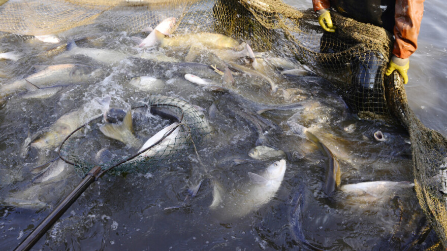 Uhvaćen u krivolovu, mrežom izvadio 90 kilograma ribe