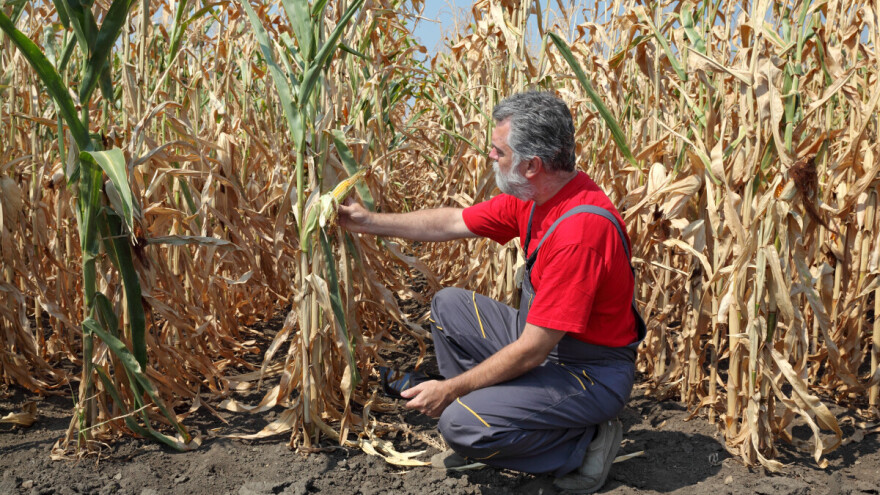 Počinju prijave i popis štete od suše u Orašju, Odžaku i Domaljevcu-Šamcu