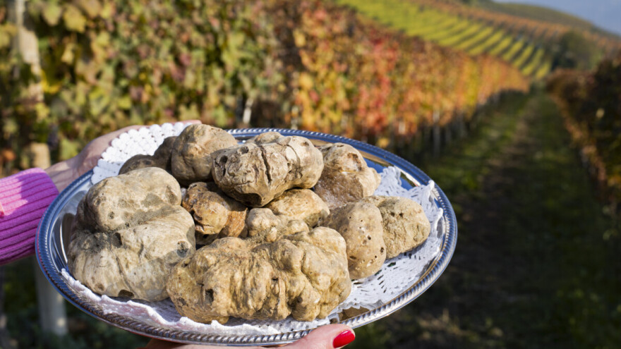 Okusi Istre na 14. Festivalu terana i tartufa u Motovunu