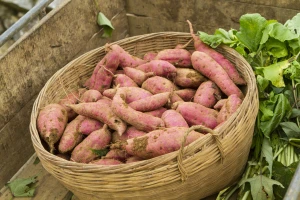 Razmnožavanje batata