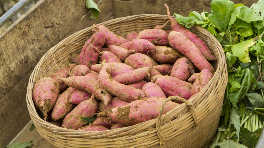 Razmnožavanje batata