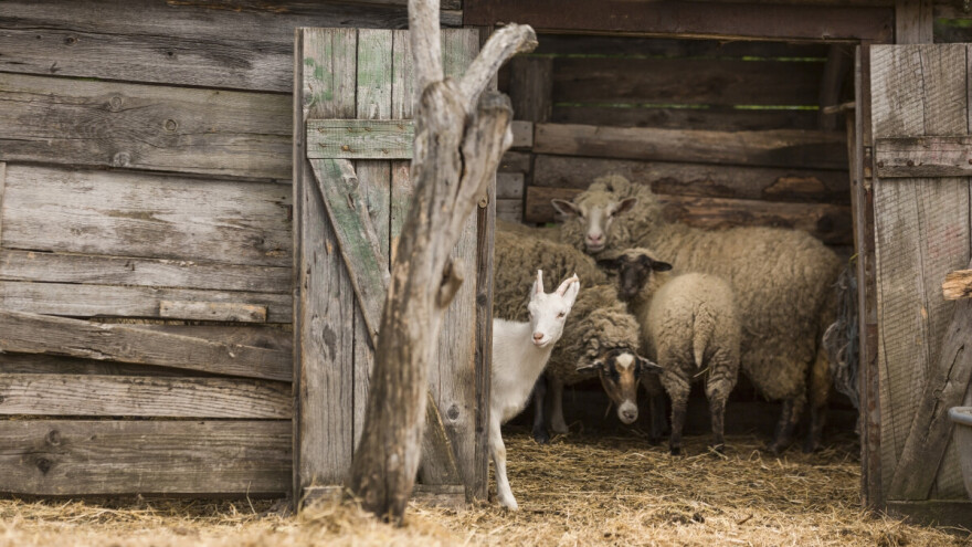Masakrirane ovce na imanju domaćina u Trnjacima kod Brčkog
