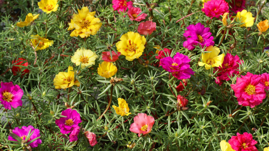 Prkos - biljka koja osvaja skromnošću