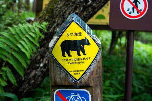 Strah u Japanu: Medvjedi upadaju u škole i supermarkete, 12 mrtvih